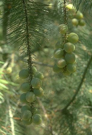 Persoonia pinifolius