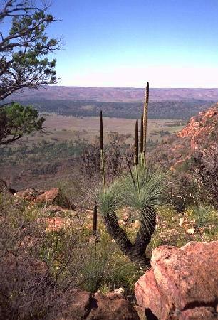 Xanthorrhoea